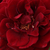 Rdeča - Vrtnica plezalka - Don Juan